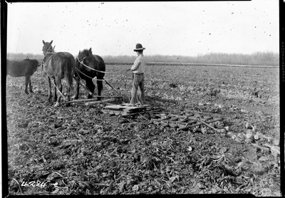 Milk River Project - Beets