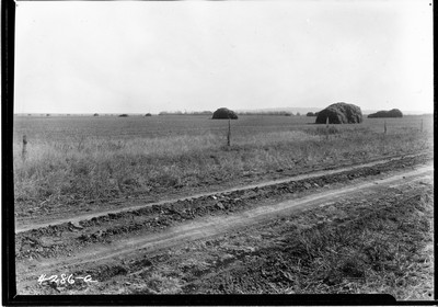 Milk River Project - Alfalfa