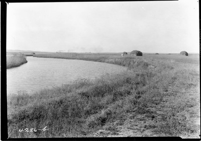 Milk River Project - Alfalfa