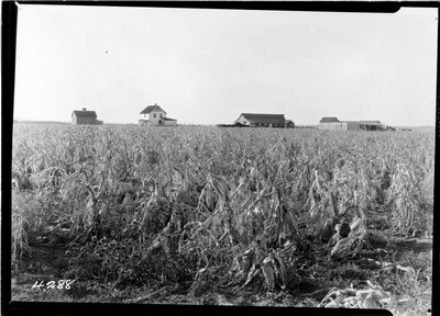Milk River Project - Farmstead