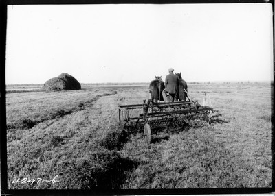Wiota Farm - Alfalfa