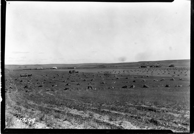 Richland Farm - Shocks