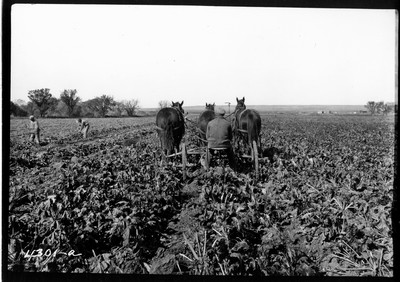 Richland Farm - Beets