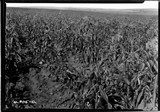 Richland Farm - Corn