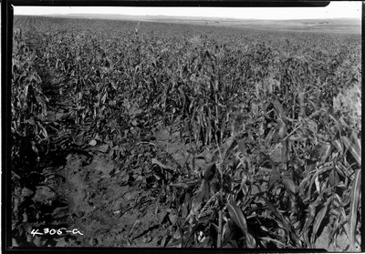 Richland Farm - Corn