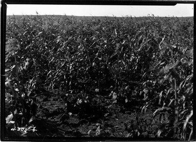 Richland Farm - Corn