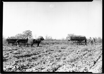 Richland Farm - Beets