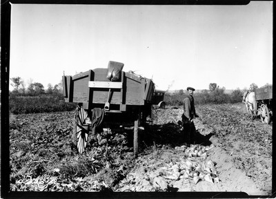 Richland Farm - Beets
