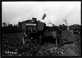 Richland Farm - Beets