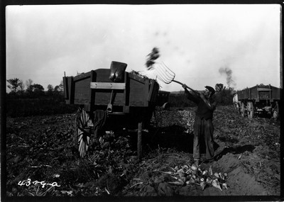 Richland Farm - Beets