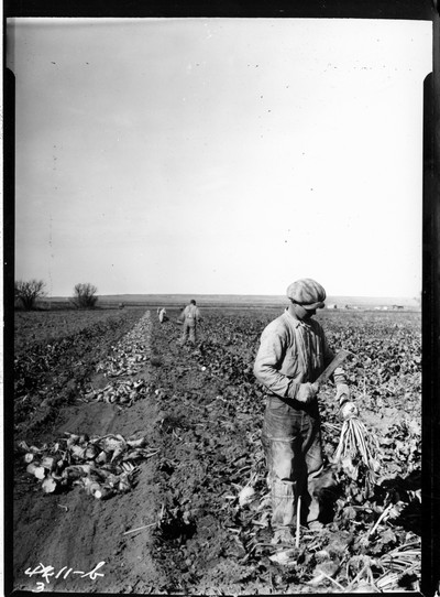 Richland Farm - Beets