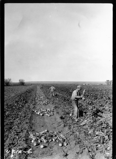 Richland Farm - Beets