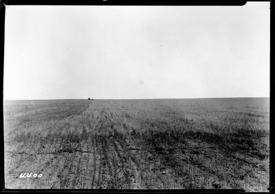 Lone Warrior Farm - Flax