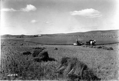 Flax - Harvesting