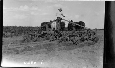Corn - Cultivating