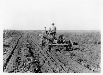 Farmall Bean Puller