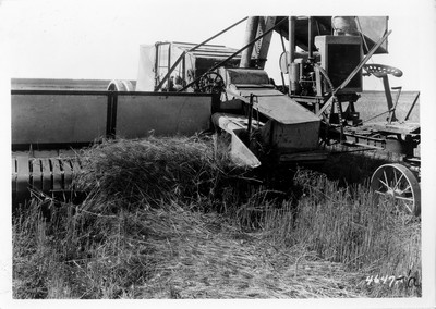 Lone Warrior Farm - Wheat