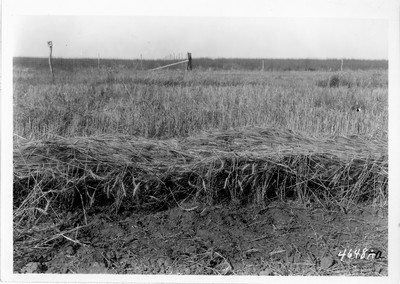 Lone Warrior Farm - Wheat