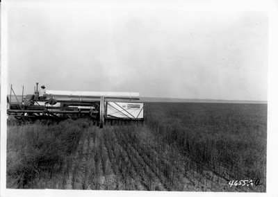 Lone Warrior Farm - Flax