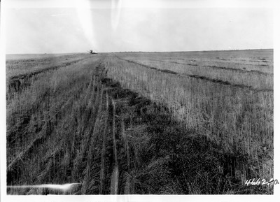 Lone Warrior Farm - Flax