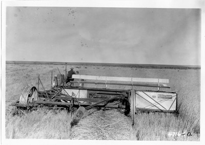 Lone Warrior Farm - Wheat