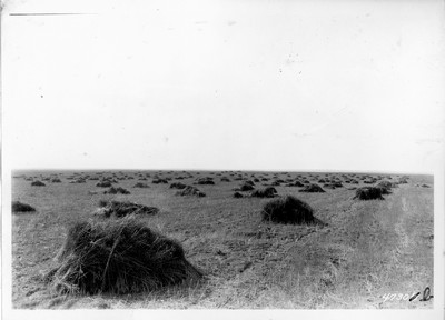 Lone Warrior Farm - Flax Harvesting Experiments
