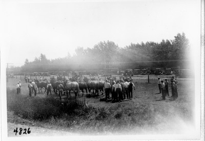 Twelve Horse Team