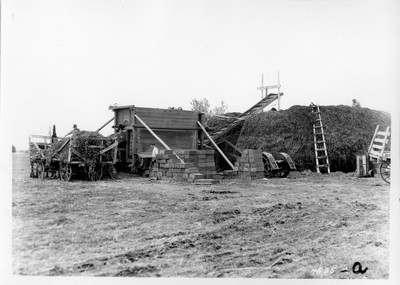 Peas - Threshing