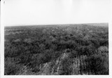 Flax Field