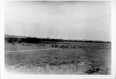 Cattle Ranch
