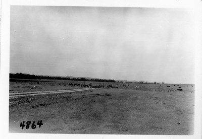 Cattle Ranch
