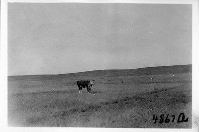 Cattle