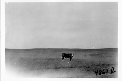 Cattle
