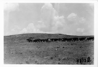 Cattle