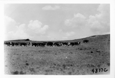 Cattle