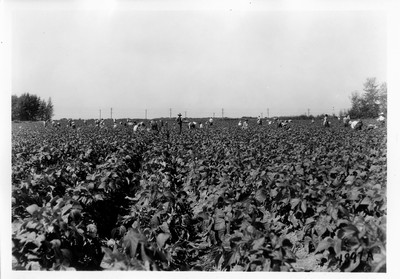 Bean Pickers