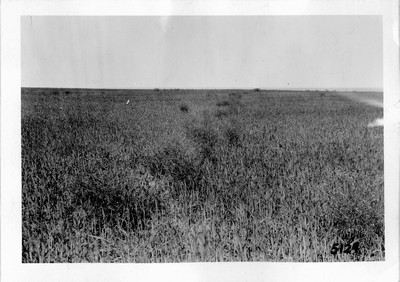 Mustard Plants