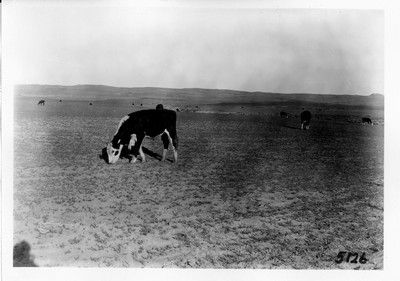 Pasture