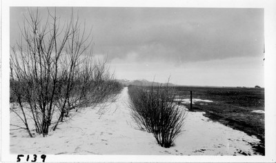 Shelterbelts - Advantage in Winter