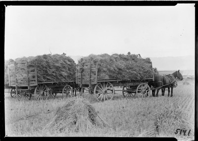 Wheat - Threshing