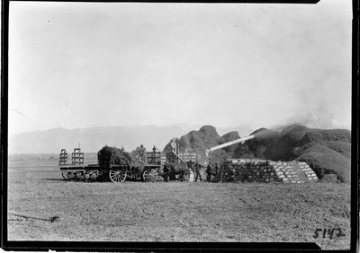 Wheat - Threshing