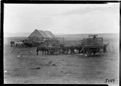 Wheat - Threshing