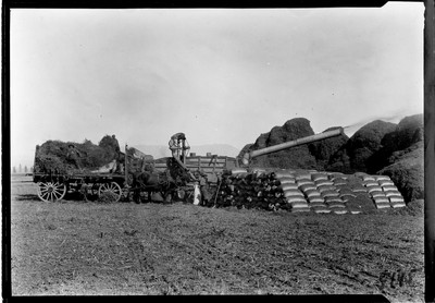 Wheat - Threshing
