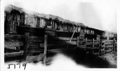Lambing Shed