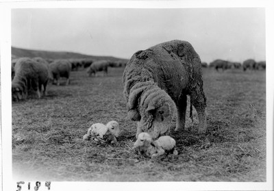 Lambing