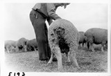 Lambing