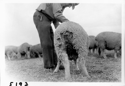 Lambing