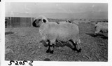 Lambing