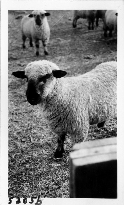Lambing