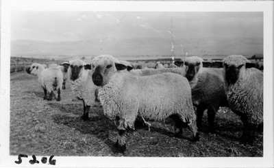 Lambing